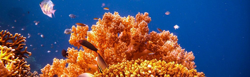Menjangan Island