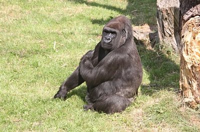 Gorille dans le Durrell Wildlife Park