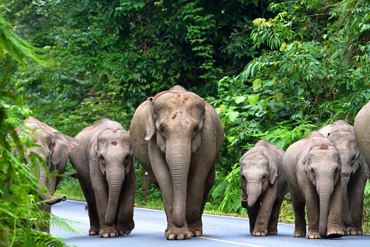 Rejoindre le parc national de Khao Yai 2