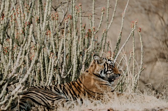 Ranthambore
