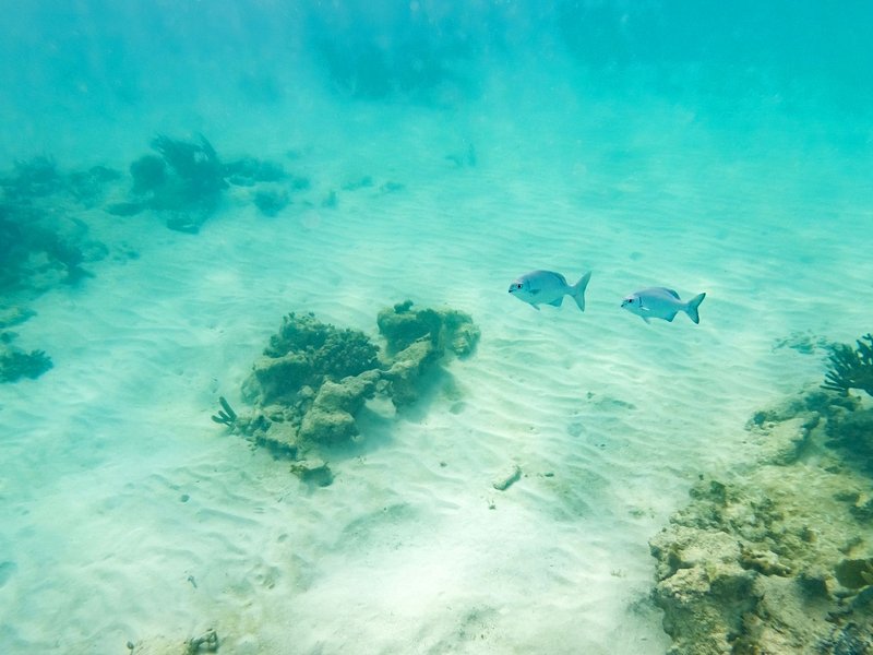 Mahahual