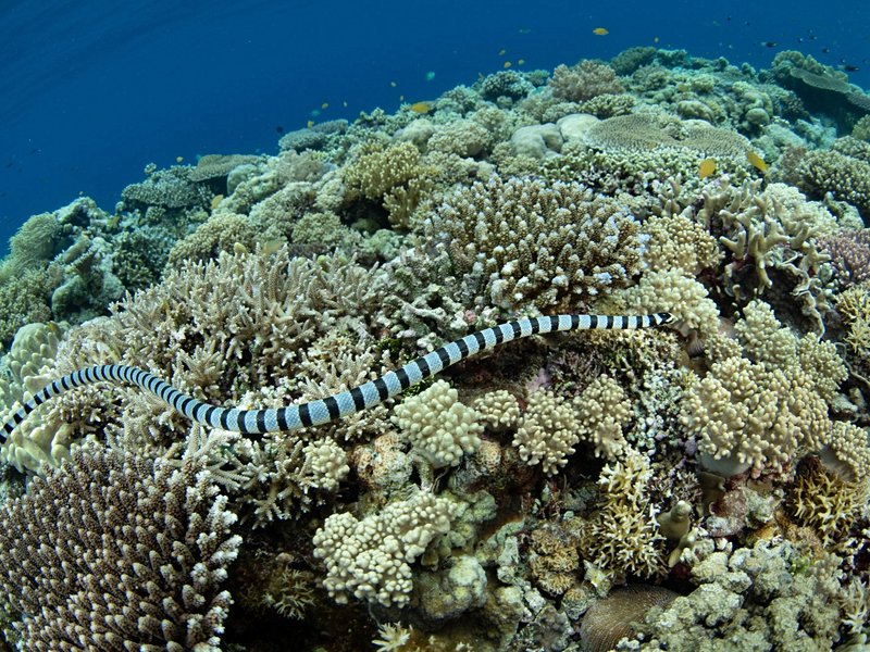Sulawesi