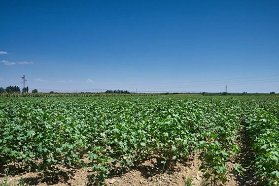 Goûter les saveurs de la vallée du Ferghana