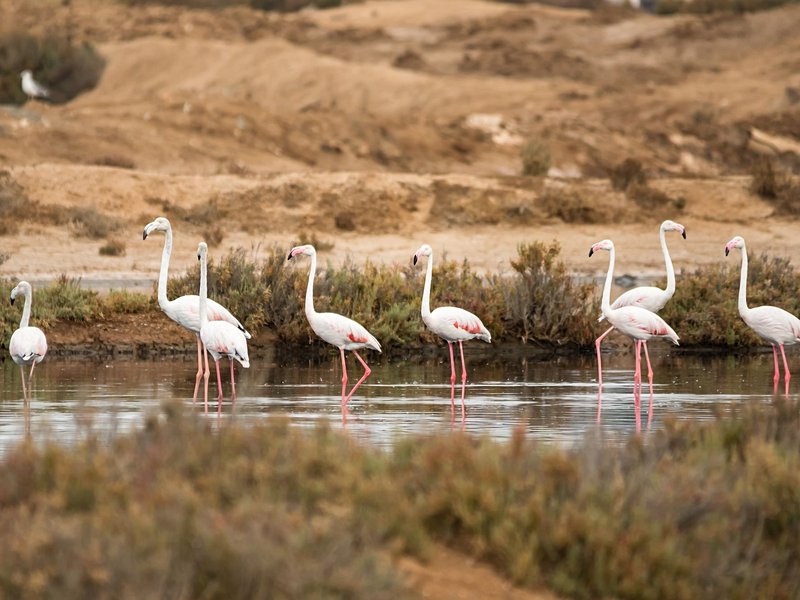 La Ria Formosa