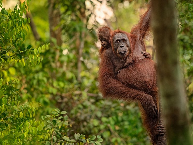 Kalimantan