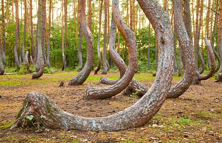 La forêt des arbres tordus, Gryfino 2