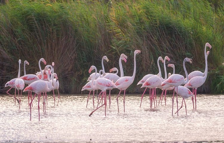 Flamants roses dans le parc ornithologique du Pont du Gau