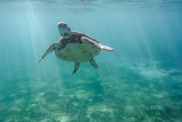 Voir des tortues en snorkeling 3