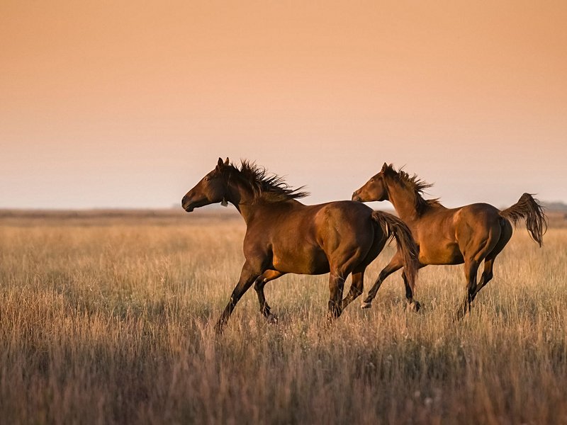 La Pampa