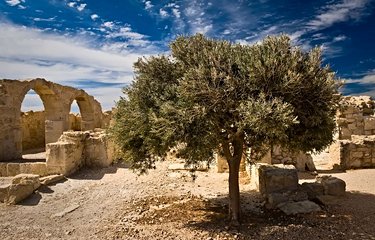 Oliviers à Kourion 