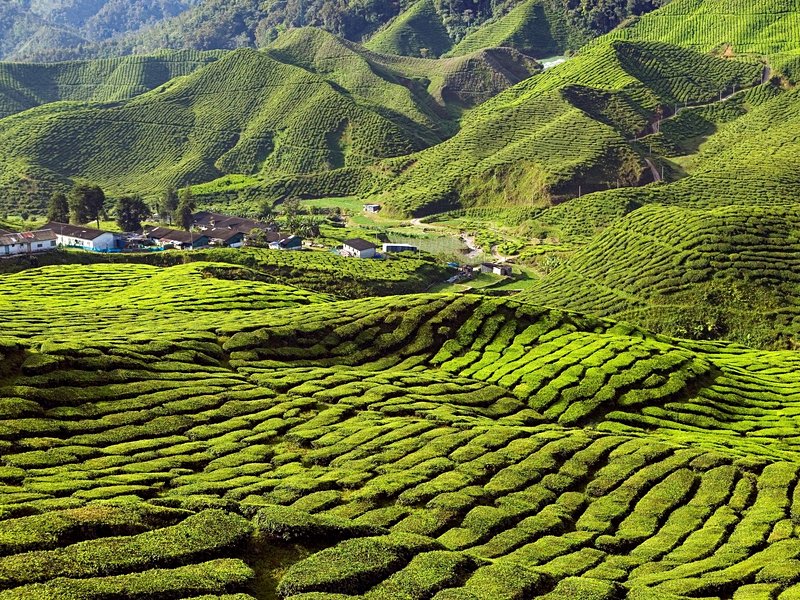 Tanah Rata