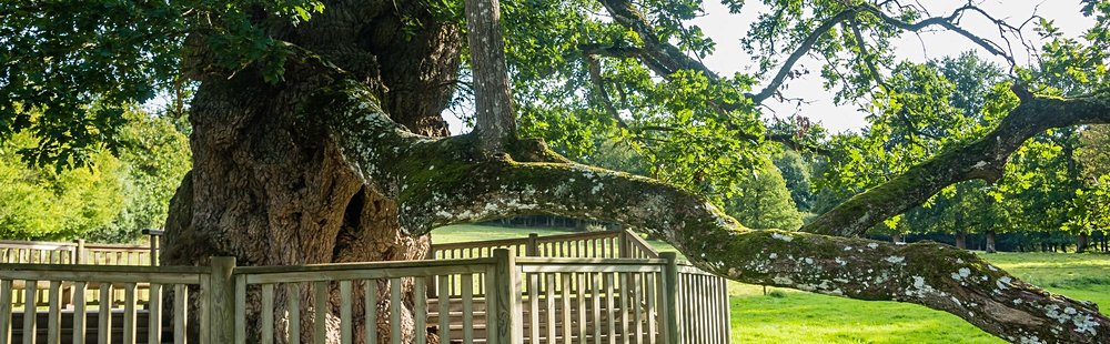 Dans la forêt enchantée de Brocéliande