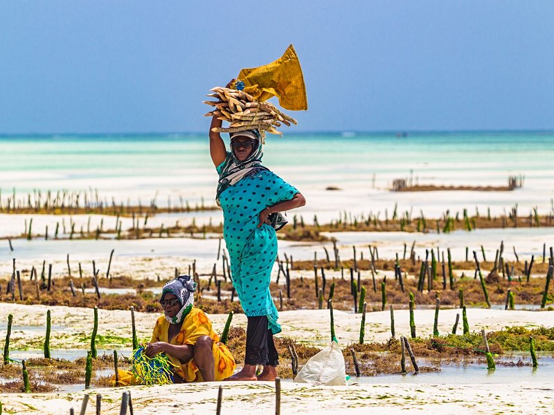 Le Seaweed Center, sur l’île de Zanzibar