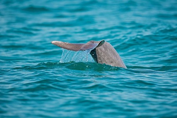 Observer les dauphins dans la Baie de Bahreïn