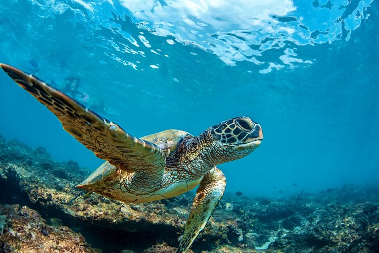 Les tortues de Punalu’u beach