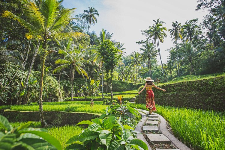 Les rizières d'Ubud 3