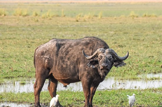Parc national de Bwabwata