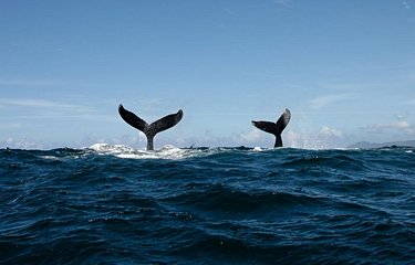 Baleines à bosse dans la péninsule de Samana