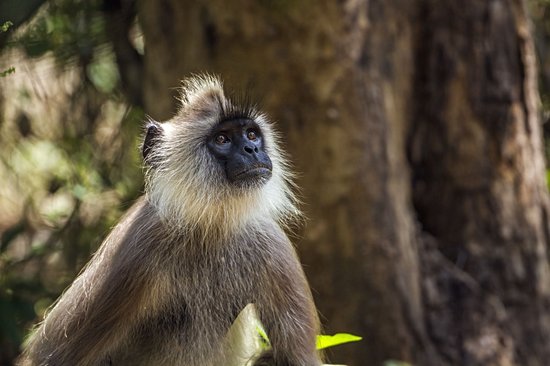 Parc national de Minneriya
