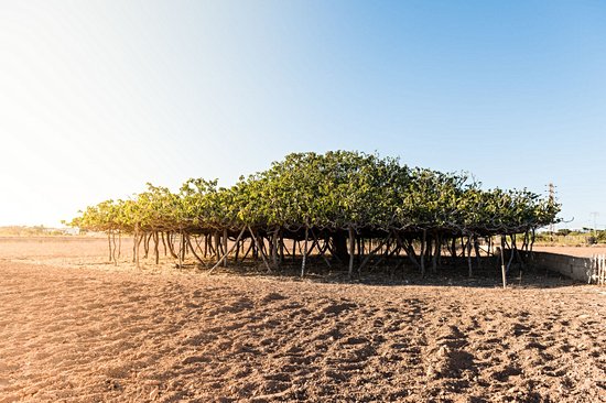 Des arbres surprenants