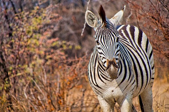 Khama Rhino Sanctuary
