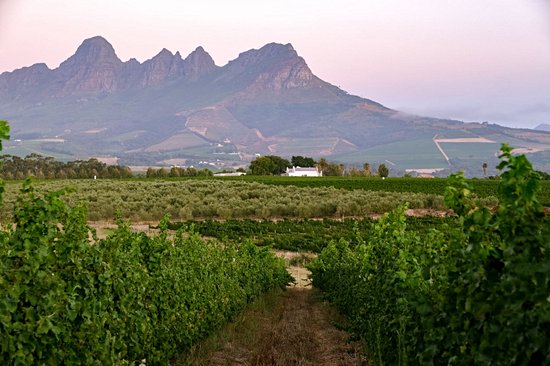 Les Vignobles