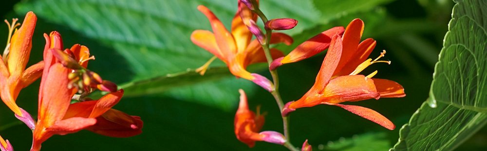 Jardim botanico do Faial