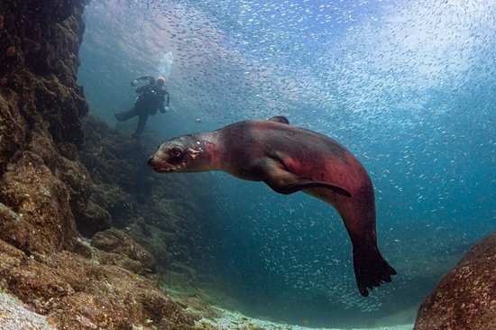 Faire du snorkeling avec les otaries