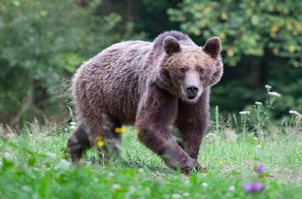 Observer les ours bruns dans leur milieu naturel