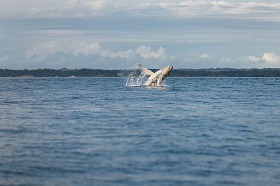 Observer les baleines et leur baleineau dans le Pacifique