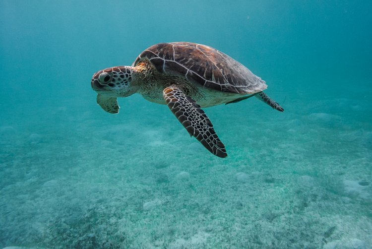 Voir des tortues en snorkeling
