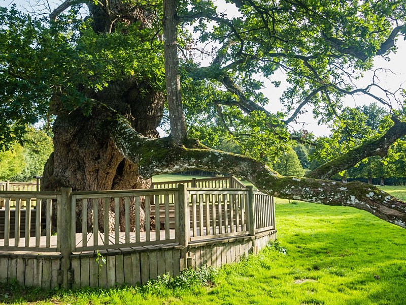 Dans la forêt enchantée de Brocéliande