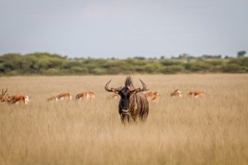 Réserve de chasse du Kalahari central