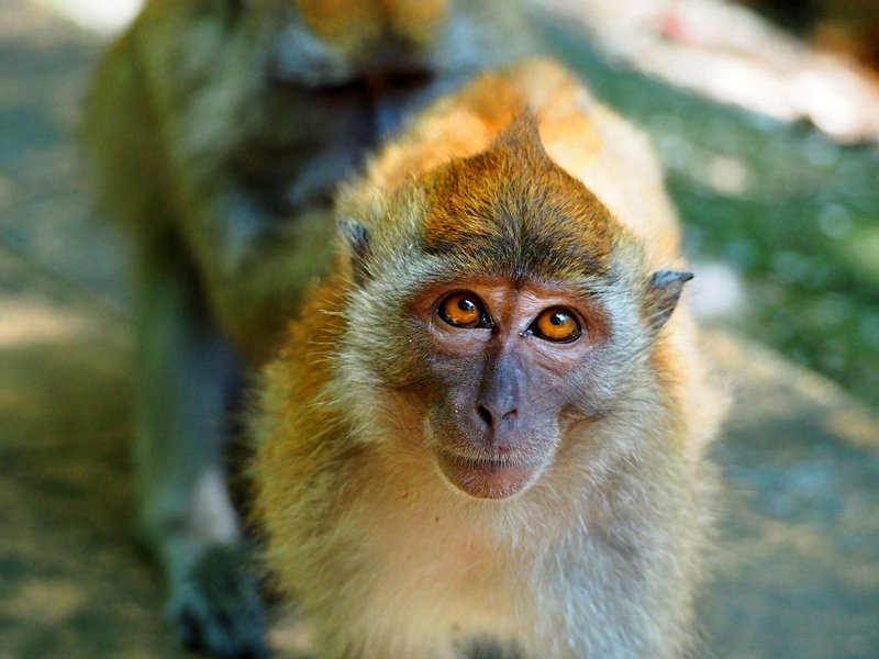 Parc national de Penang