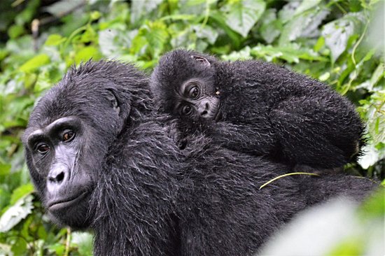 Parc de Bwindi