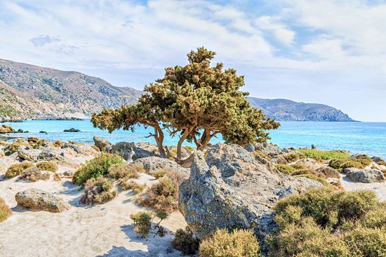 Dunes et cèdres du lagon