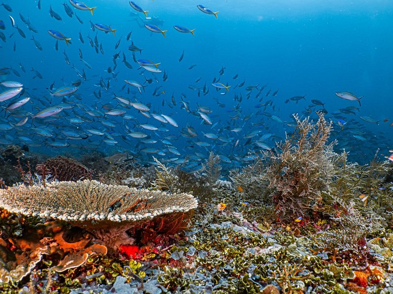 Raja Ampat, Papouasie Occidentale