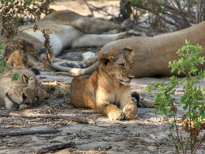 Le parc national de Nyerere (ex-réserve de Selous)