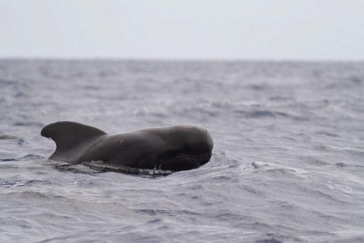 Les baleines pilotes