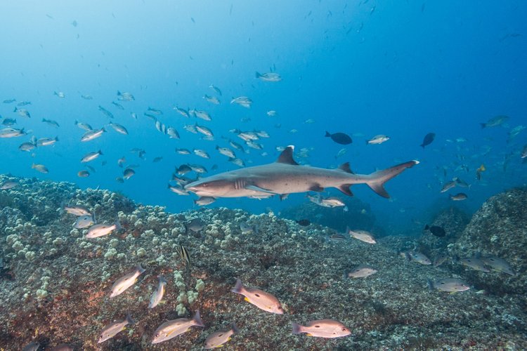 Grande Barrière de Corail en Australie 4