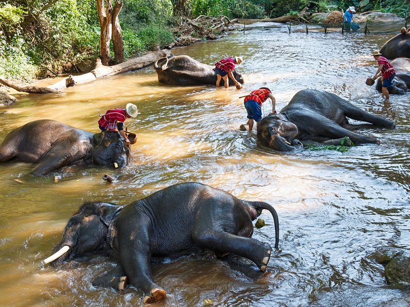Le camp des éléphants de Mae Sa