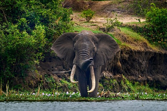Parc national Murchison Falls