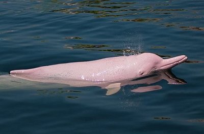 Dauphin rose dans la mer