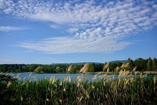 Piquer une tête dans l'eau pour se rafraîchir  