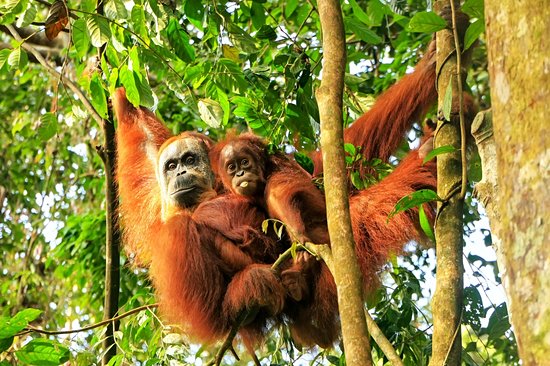 Observer les orangs-outans en liberté