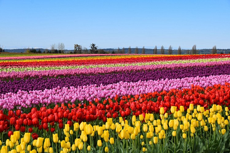 Champs de tulipes – Pays-Bas