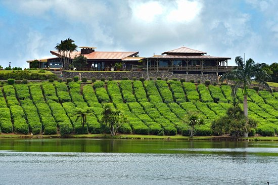 Bois Cheri Tea Factory