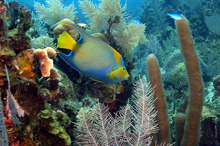 3. Barrière de corail du Belize 3