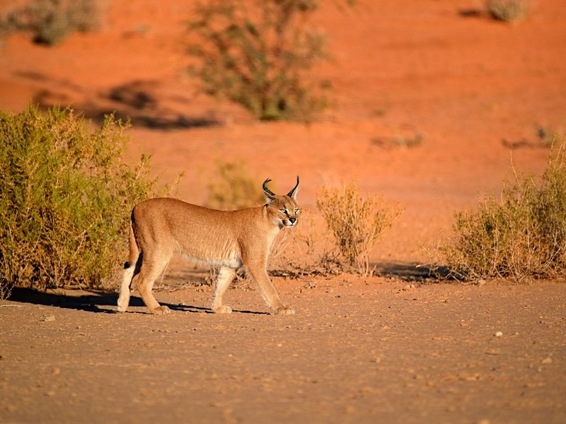 Désert du Kalahari