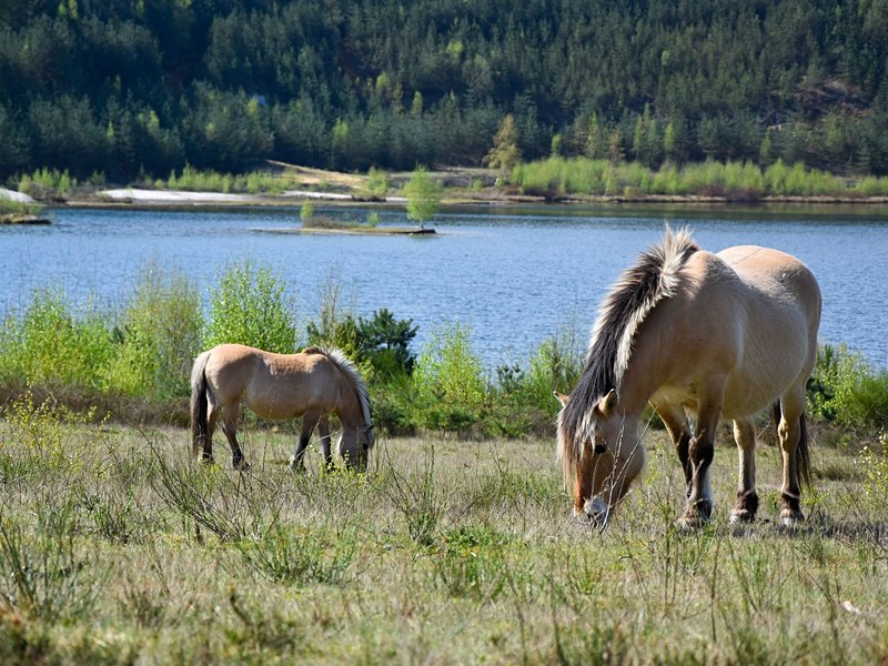 Parc national de la Haute Campine